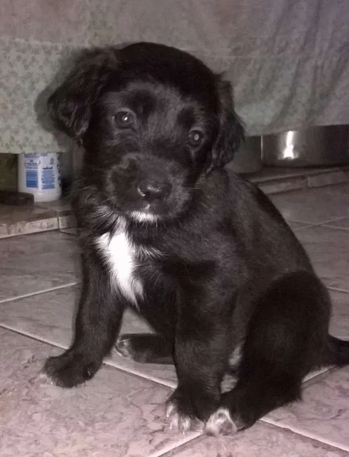 Cachorro raça srd idade Abaixo de 2 meses nome neginhas