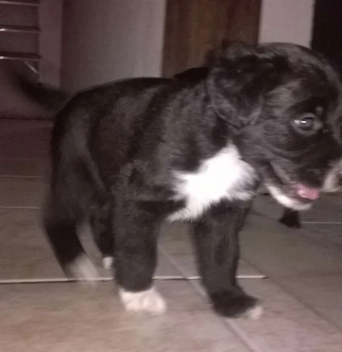 Cachorro raça srd idade Abaixo de 2 meses nome neginhas