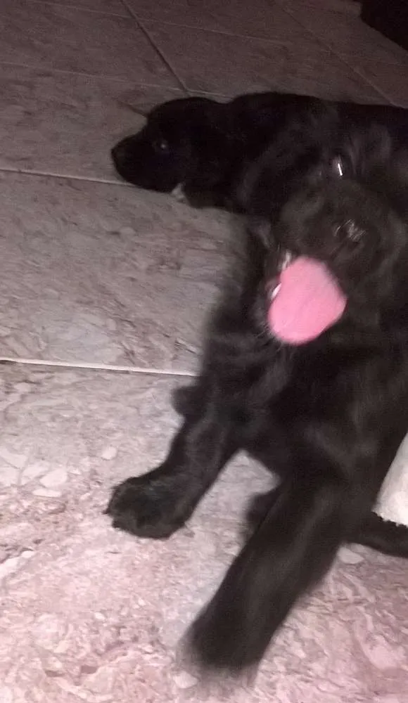 Cachorro raça srd idade Abaixo de 2 meses nome neginhas