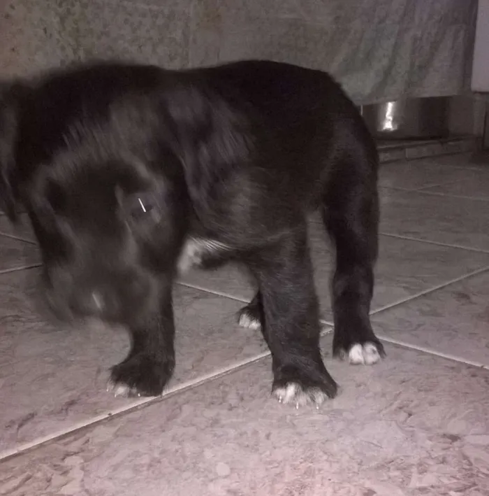 Cachorro raça srd idade Abaixo de 2 meses nome neginhas