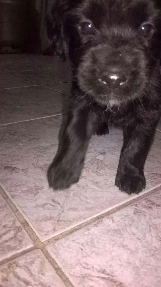 Cachorro raça srd idade Abaixo de 2 meses nome neginhas