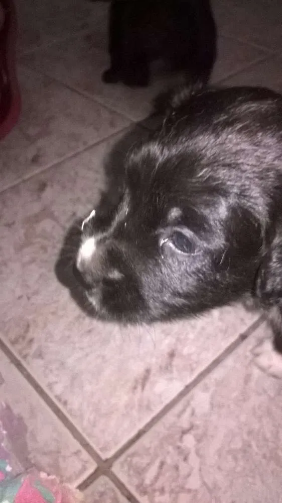 Cachorro raça srd idade Abaixo de 2 meses nome neginhas