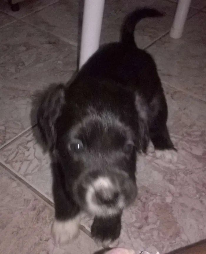 Cachorro raça srd idade Abaixo de 2 meses nome neginhas