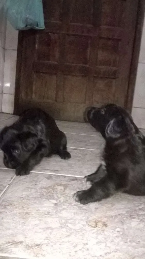 Cachorro raça srd idade Abaixo de 2 meses nome neginhas
