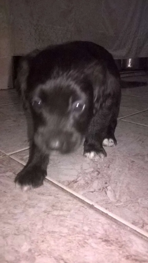 Cachorro raça srd idade Abaixo de 2 meses nome neginhas