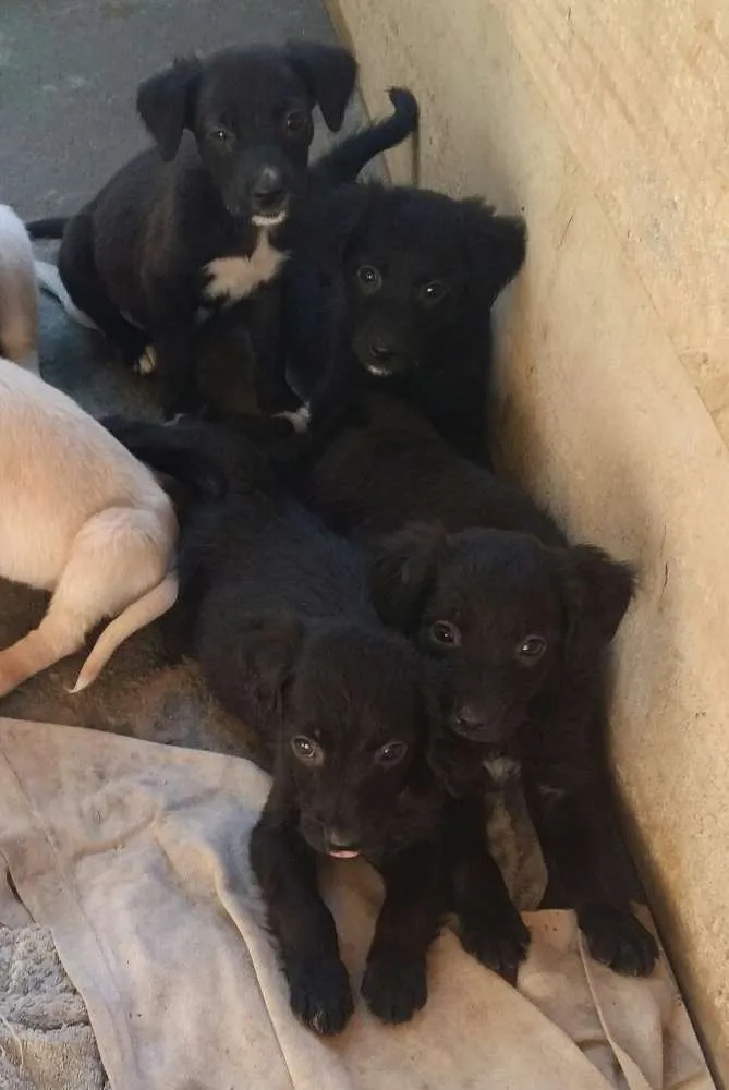 Cachorro raça Viralata idade 2 a 6 meses nome A escolha do futuro