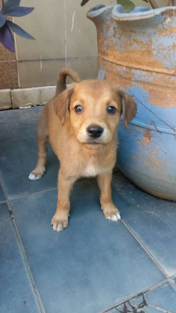 Cachorro raça Viralata idade 2 a 6 meses nome A escolha do futuro