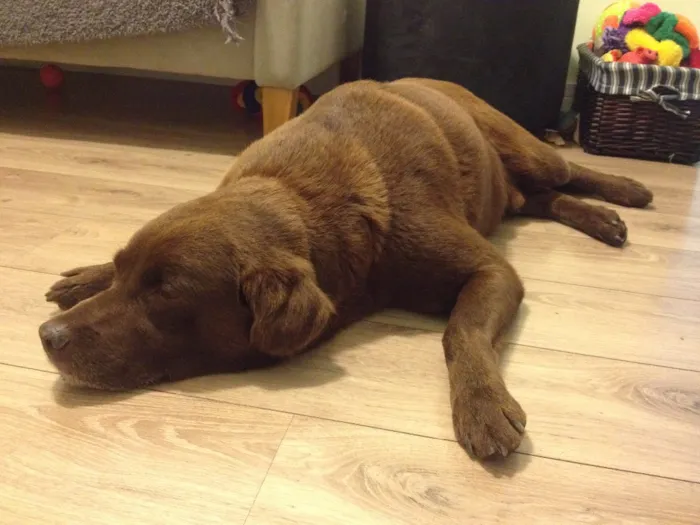Cachorro ra a Labrador idade 3 anos nome Sem nome