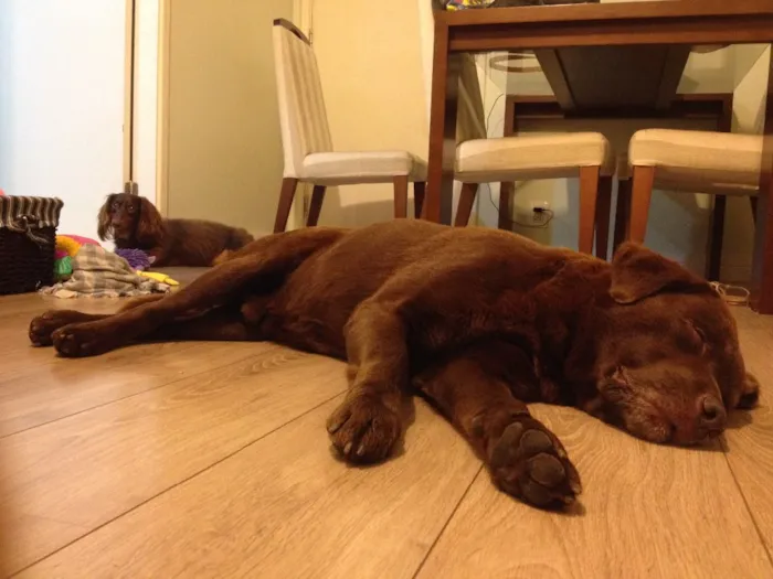 Cachorro ra a Labrador idade 3 anos nome Sem nome
