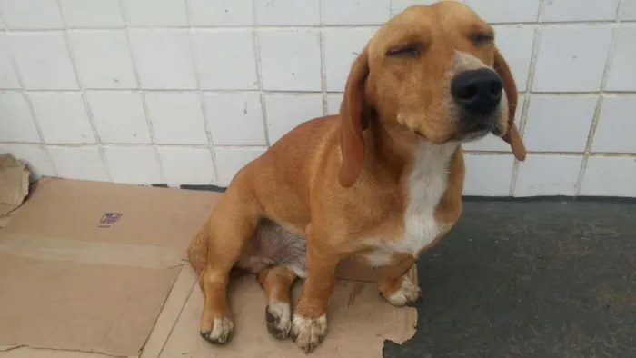 Cachorro ra a srd idade 7 a 11 meses nome Sem nome