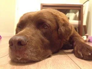 Cachorro raça Labrador idade 3 anos nome Sem nome