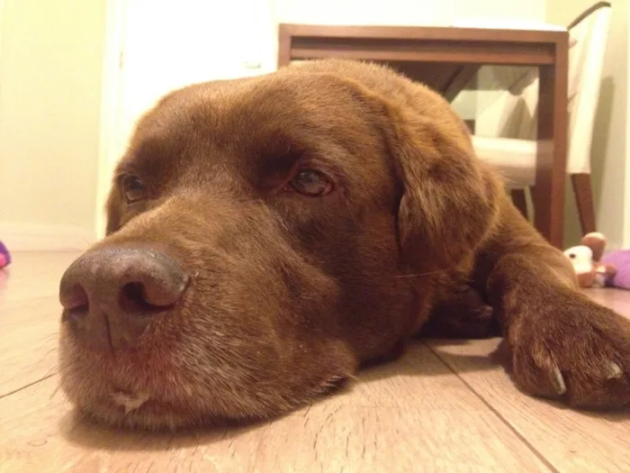 Cachorro ra a Labrador idade 3 anos nome Sem nome