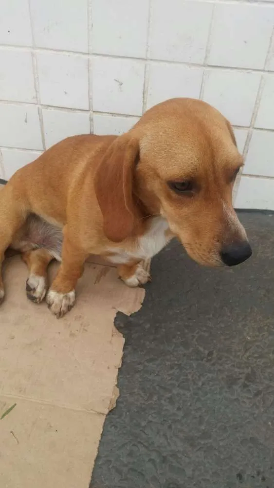 Cachorro ra a srd idade 7 a 11 meses nome Sem nome