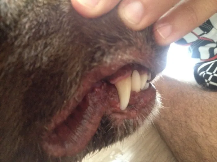 Cachorro ra a Labrador idade 3 anos nome Sem nome