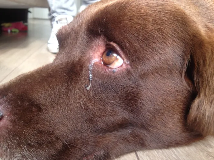 Cachorro ra a Labrador idade 3 anos nome Sem nome