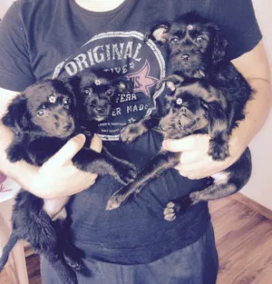 Cachorro raça Vira-lata idade Abaixo de 2 meses nome Ainda não possui