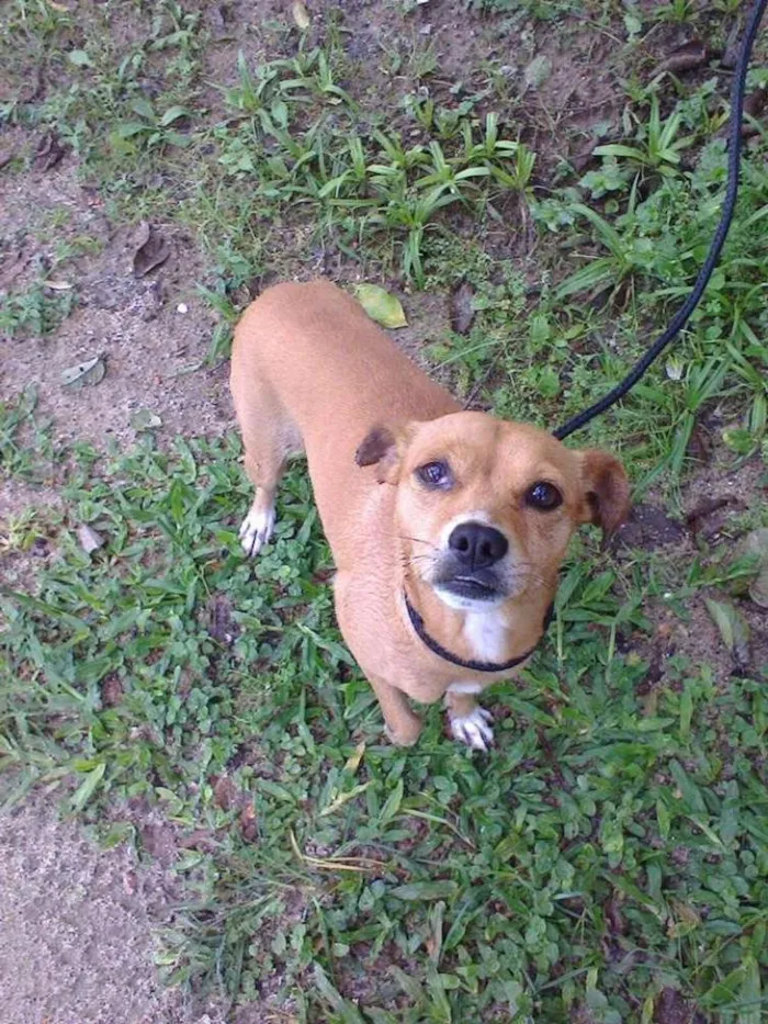 Cachorro ra a vira lata idade 1 ano nome CHICA