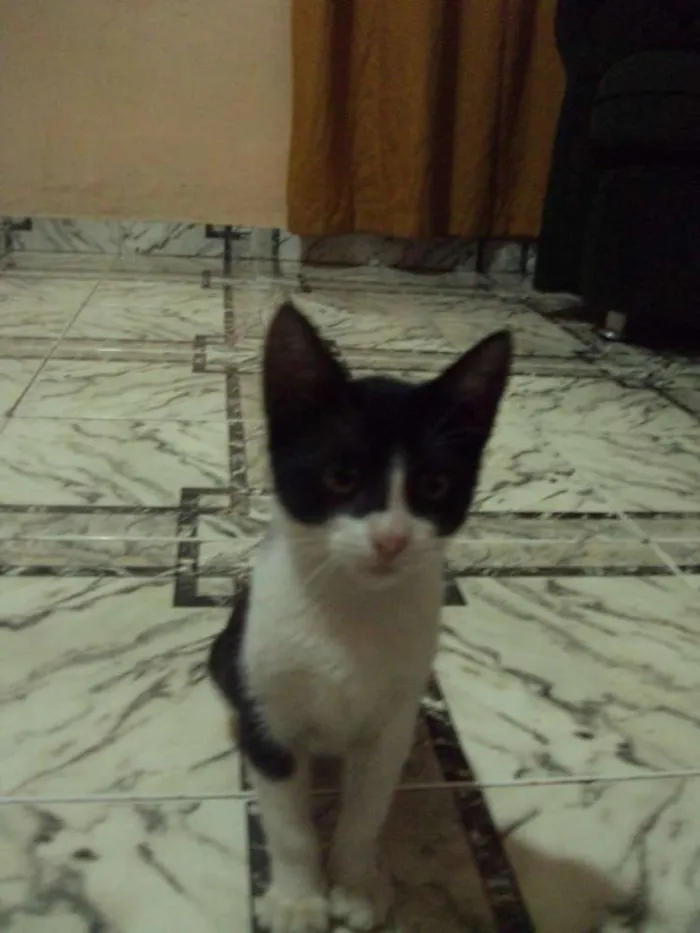 Gato ra a Sem Raça idade 2 anos nome Branquinha