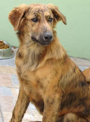 Cachorro raça  idade 7 a 11 meses nome Tina Filhote