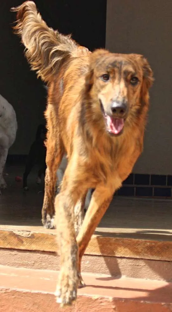 Cachorro ra a  idade 7 a 11 meses nome Tina Filhote
