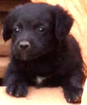 Cachorro raça SRD idade Abaixo de 2 meses nome -