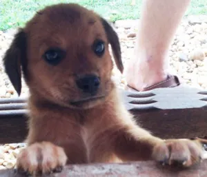 Cachorro raça SRD idade Abaixo de 2 meses nome -