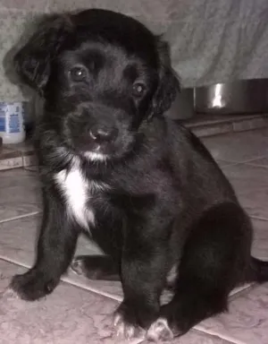 Cachorro raça srd idade Abaixo de 2 meses nome neginhas