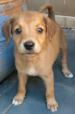 Cachorro raça Viralata idade 2 a 6 meses nome A escolha do futuro
