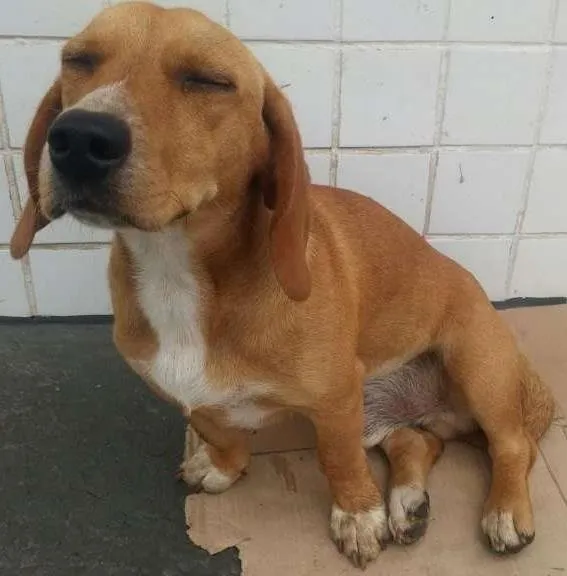 Cachorro ra a srd idade 7 a 11 meses nome Sem nome