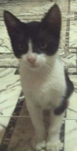 Gato raça Sem Raça idade 2 anos nome Branquinha