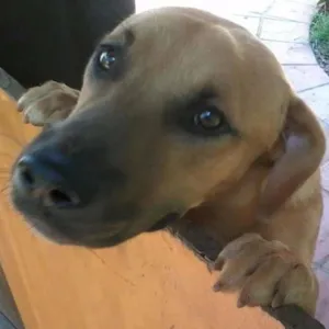 Cachorro raça vira idade 2 anos nome tufão