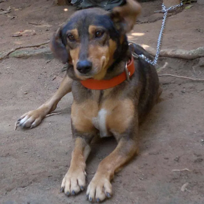 Cachorro ra a SRD idade 2 anos nome Caramelo