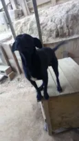 Spaike