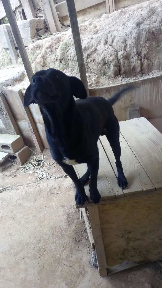 Cachorro ra a Vira-lata idade 2 anos nome Spaike