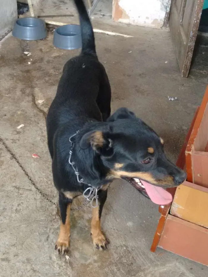 Cachorro raça vira lata idade 1 ano nome dora