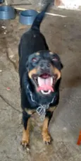 dora