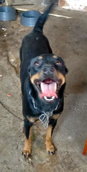 Cachorro raça vira lata idade 1 ano nome dora