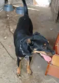 dora
