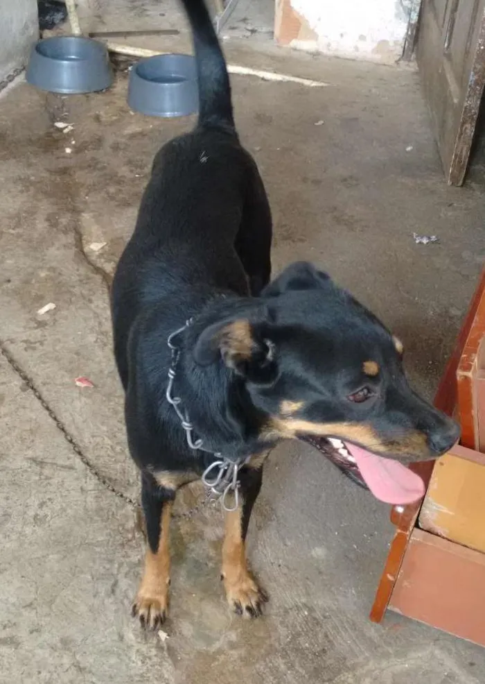 Cachorro raça vira lata idade 1 ano nome dora