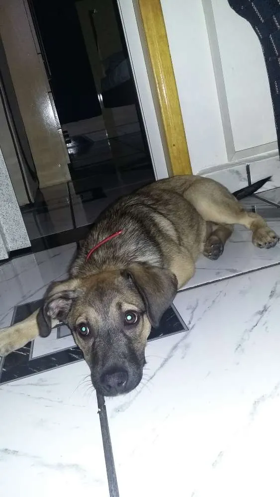 Cachorro raça SRD idade 7 a 11 meses nome Snoppy
