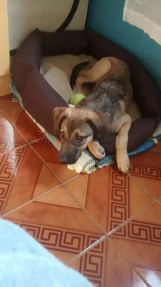 Cachorro raça SRD idade 7 a 11 meses nome Snoppy