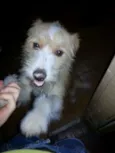 Rabito