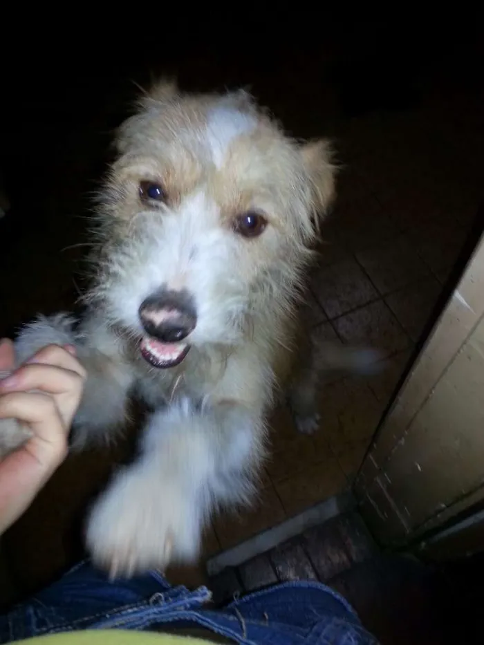 Cachorro ra a Vira lata idade 2 anos nome Rabito
