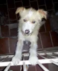Rabito