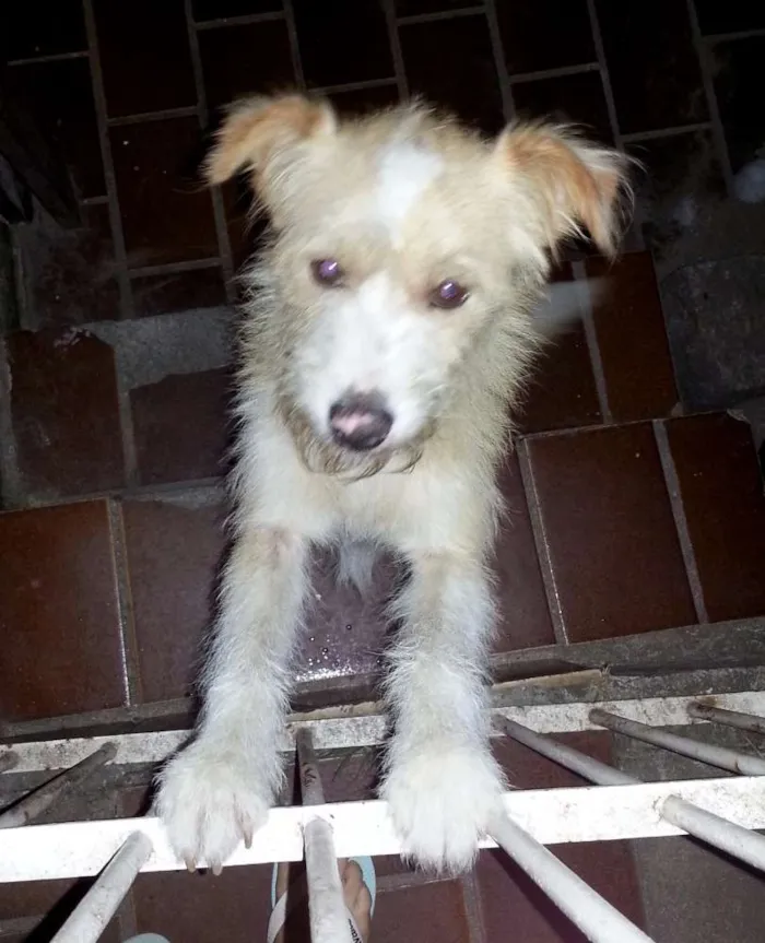 Cachorro ra a Vira lata idade 2 anos nome Rabito