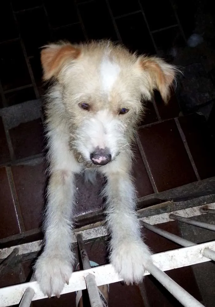 Cachorro ra a Vira lata idade 2 anos nome Rabito