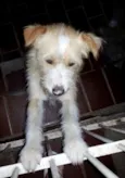 Rabito