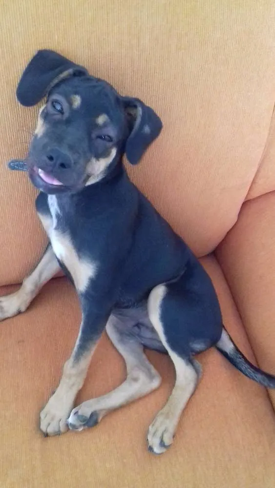 Cachorro ra a indefinida idade 2 a 6 meses nome Nino