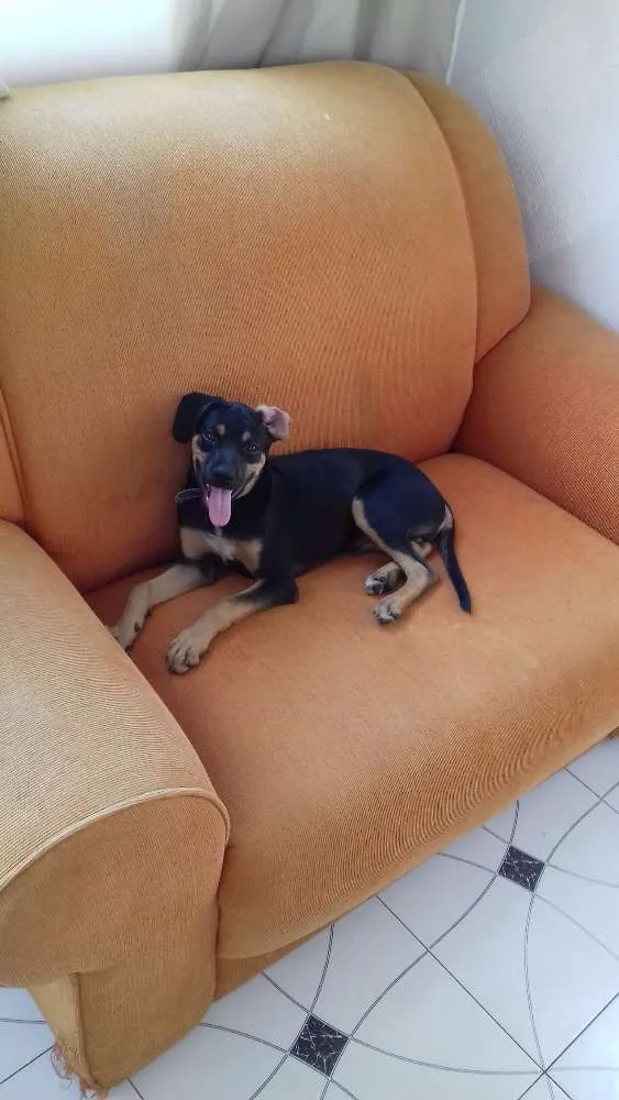 Cachorro ra a indefinida idade 2 a 6 meses nome Nino