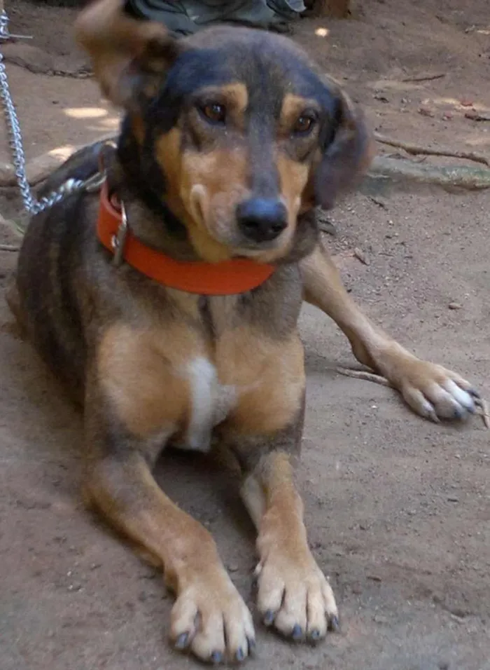 Cachorro ra a SRD idade 2 anos nome Caramelo